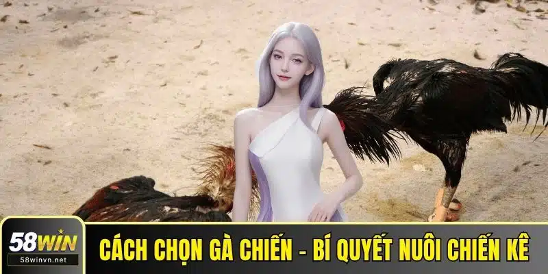 Cách chọn gà chiến