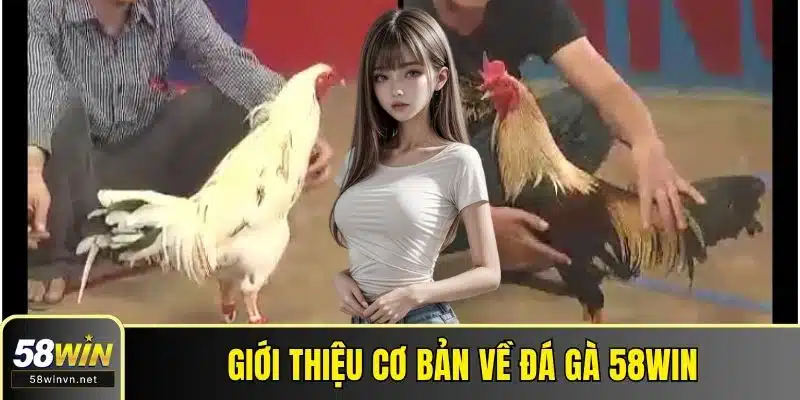 Giới thiệu cơ bản về đá gà 58WIN