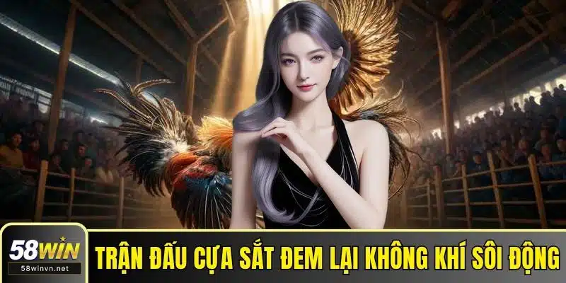 Trận đấu cựa sắt đem lại không khí sôi động